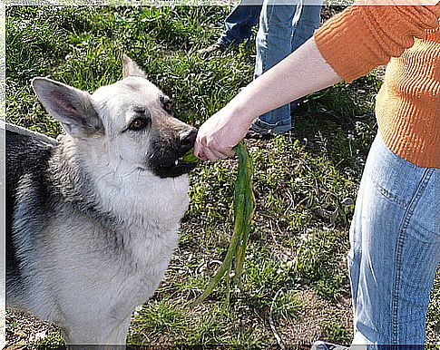 How to prepare a raw diet dish for our dogs