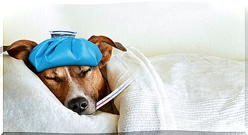 How to prevent the spread of flu in pets