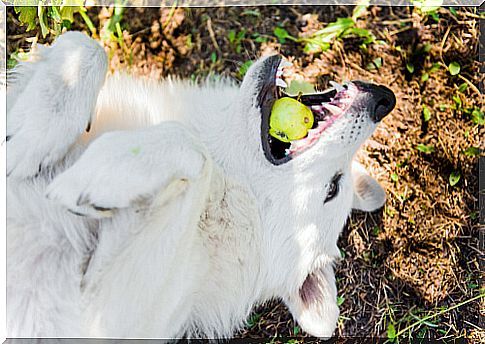 Choking dog