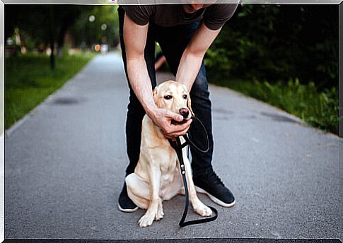 Dog with object in throat