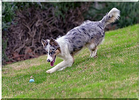 How to teach your dog the fetch and fetch exercise