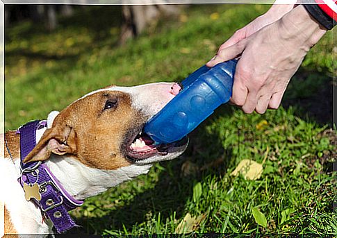 dog and exercise