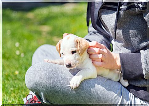 puppy, a new friend