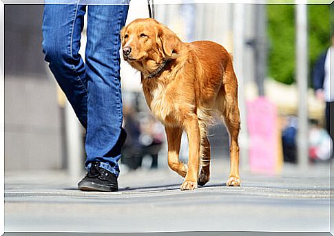 How to train a dog to relieve itself on the street