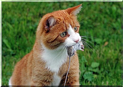 Cat eating mouse