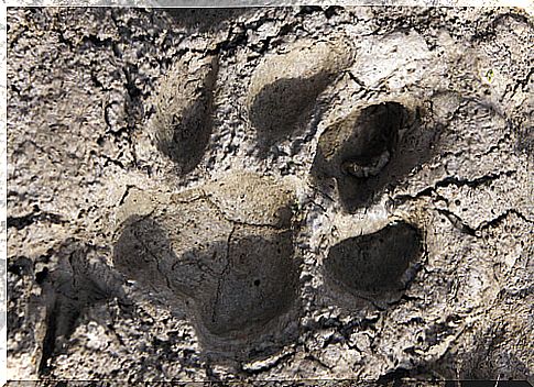 Identification of animal tracks: tracks and signs