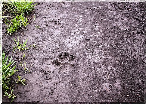 Species footprints