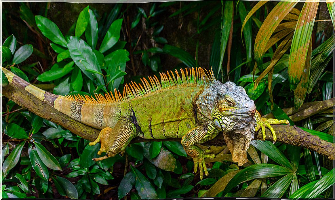 Iguanas as Pets: A Bad Idea?