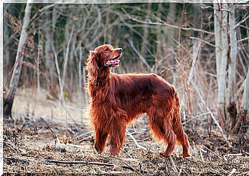 Irish Red Setter: beautiful and friendly