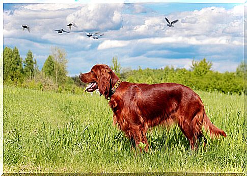 Behavior of the Irish Red Setter