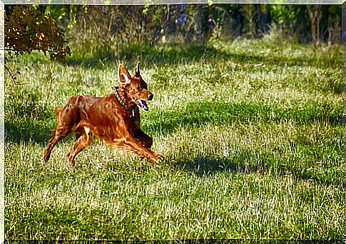 Dog in the park