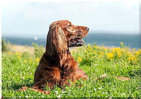 Irish Red Setter care