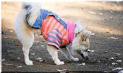 Is there a fall fashion for your dog?