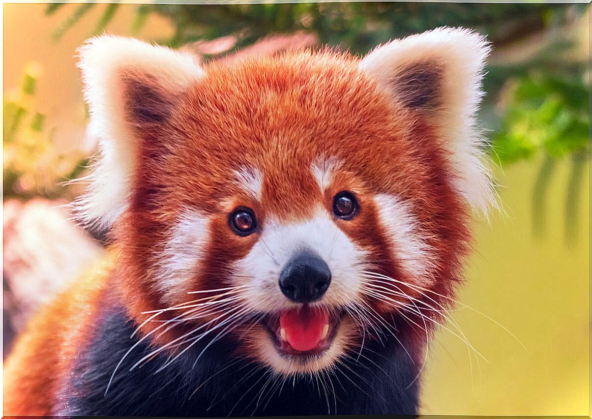 A cheerful red panda.