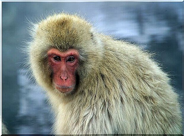 Japanese macaque: information and characteristics