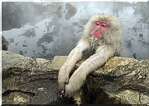 Red-faced macaque