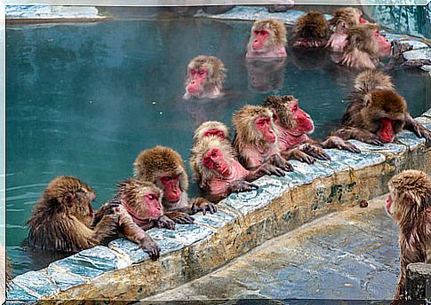 Japanese macaque