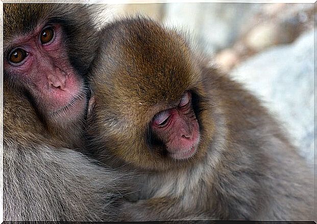 Japanese macaque: hugs