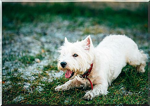 Know what your dog says with the bark translator