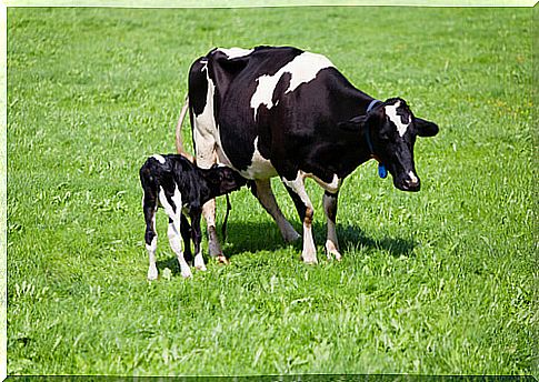 Reproduction of cows