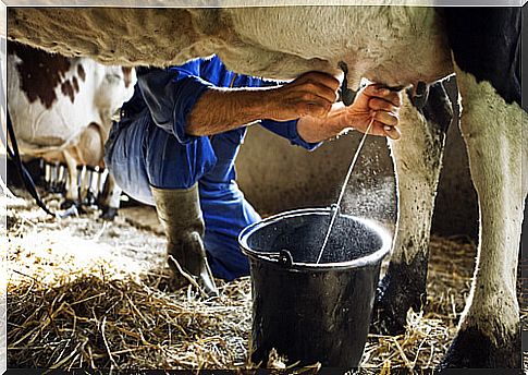 Milky cows