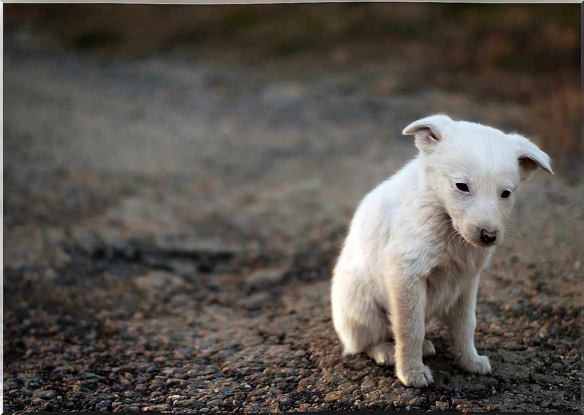 An abandoned puppy in the street.