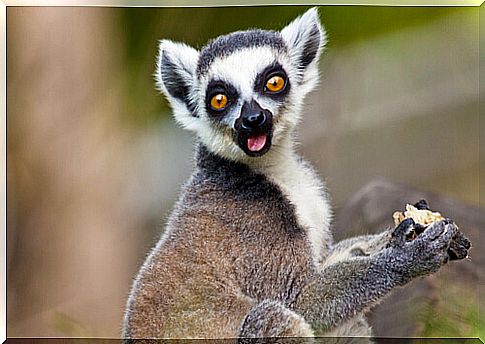 Lemurs and their relatives