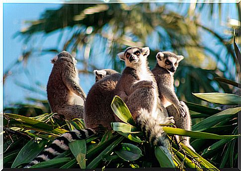 Lemurs sitting on the branches of a tree in broad daylight.