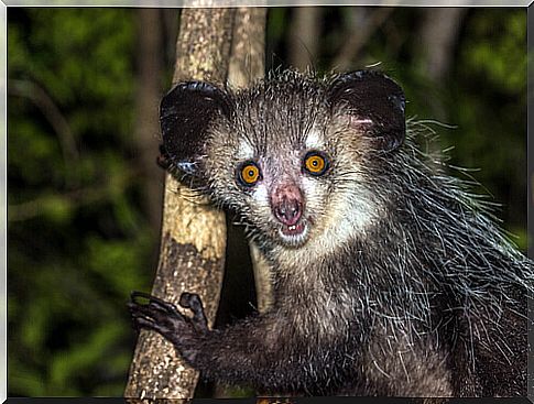 El aye-aye es uno de los parientes de los lémures.