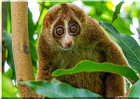 Upper body of a slow loris among the branches of a tree 