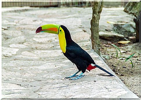 A toucan on the ground