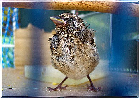 Pajaro en una jaula