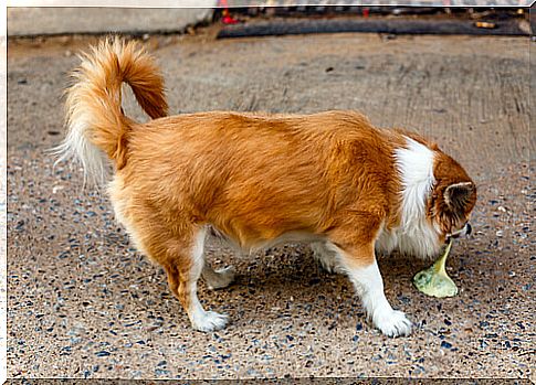 Liver problems in dogs