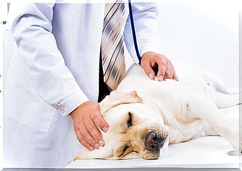 Veterinarian doing a checkup on the dog