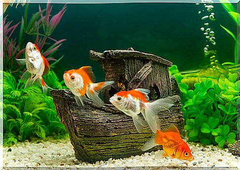 Fish tank maintenance in winter