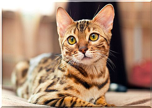 Meet the Bengal cat or Bengali cat