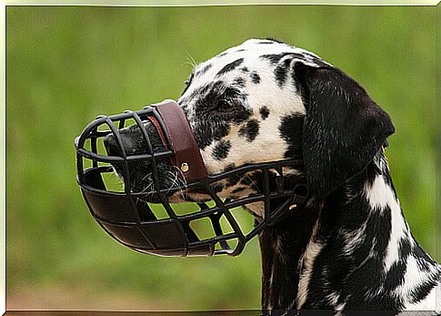 Muzzles for dogs: what to know