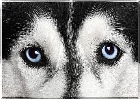 Eyes of a Siberian Husky