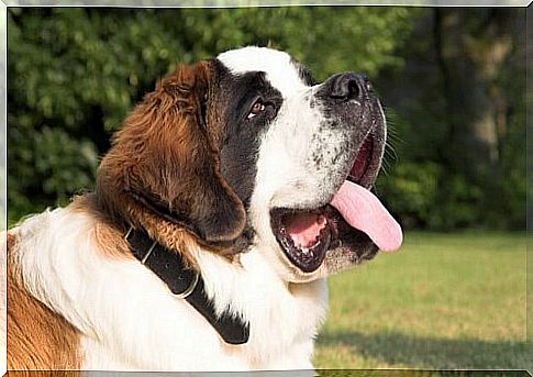 Face of a Saint Bernard