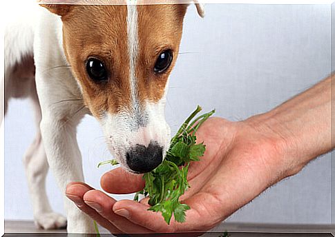 dog eating vegetables