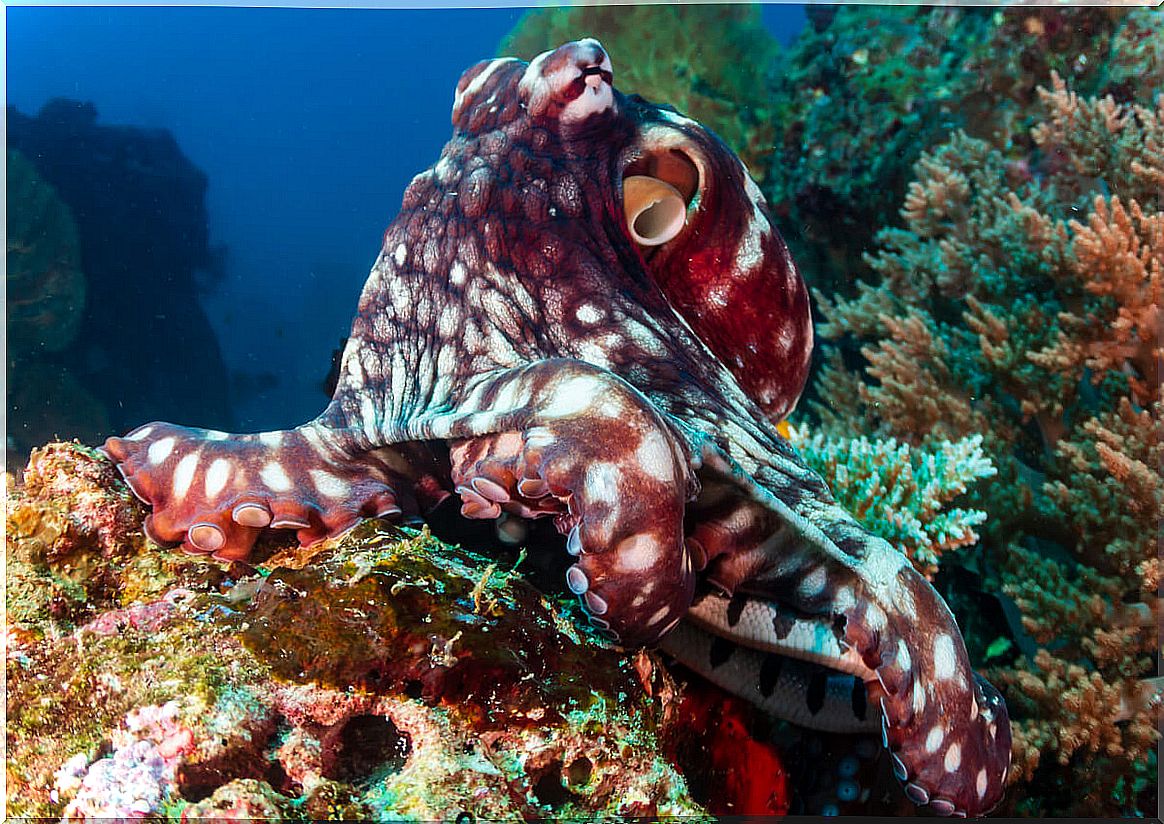 An octopus on a rock.