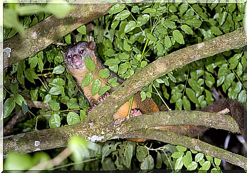 Olinguito, a new species of mammal