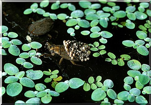 Water bug carrying eggs.