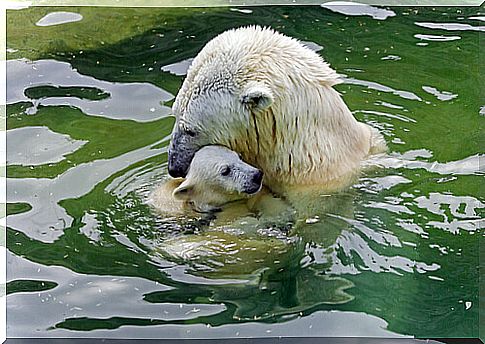 Polar bear with her cub in the water.