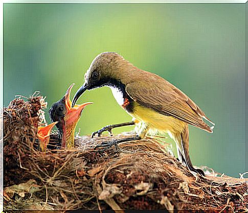 Parental care: bird feeding its young.