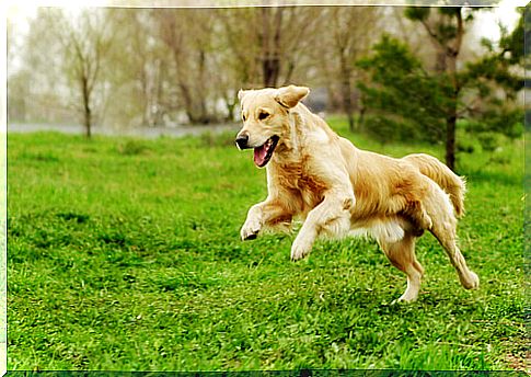 Physical activities for animals that will keep your pet in shape