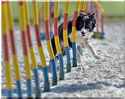 Agility with border collie