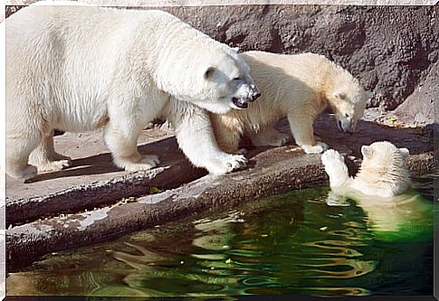 Polar bears and global warming 