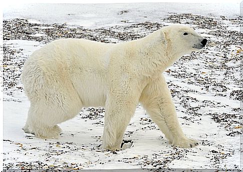 Polar Bear