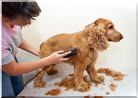 Cutting your dog's hair at home